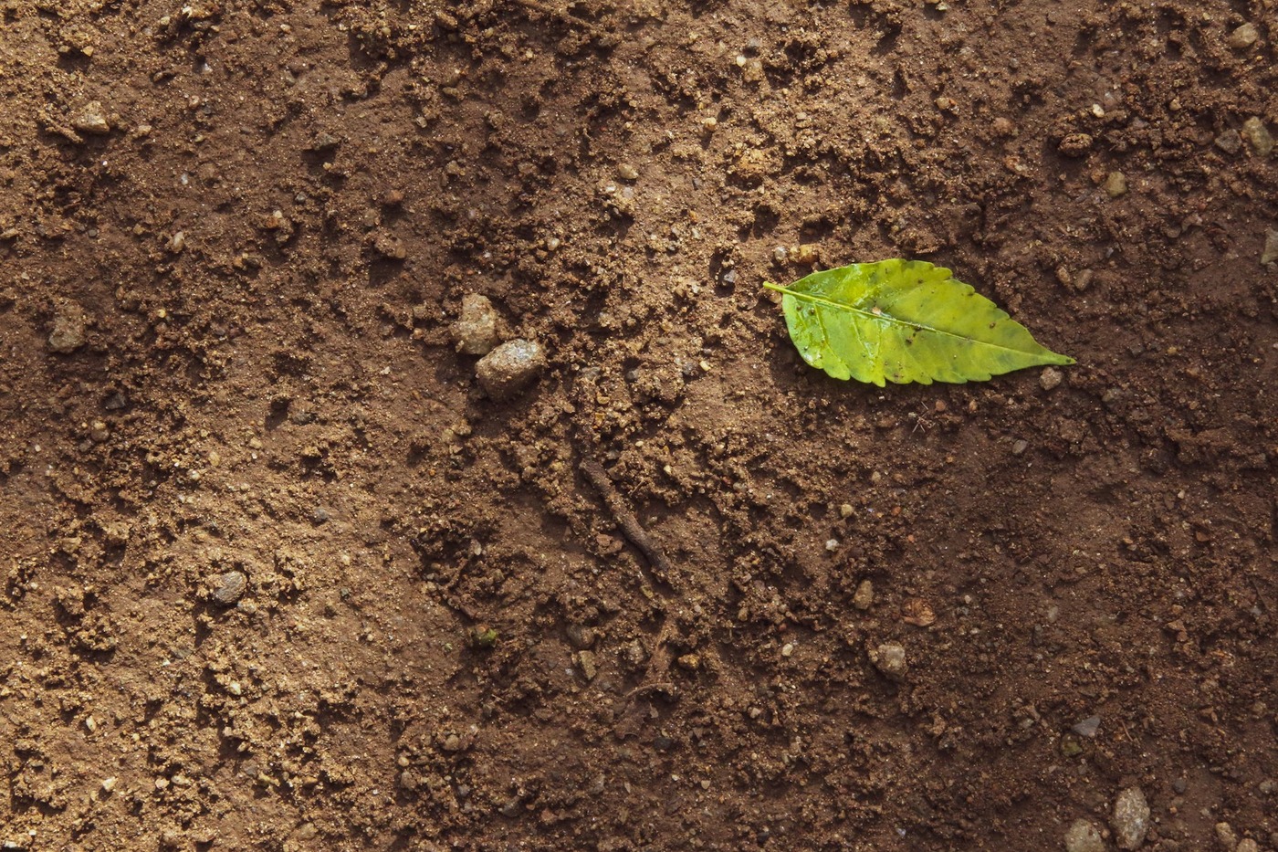 Мікробіом ґрунту: бактерії, гриби та кругообіг поживних речовин